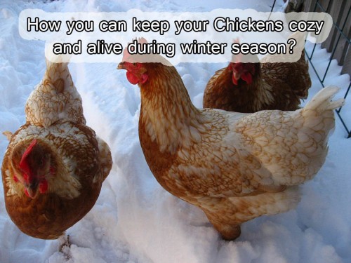 How you can keep your Chickens cozy and alive during winter season?