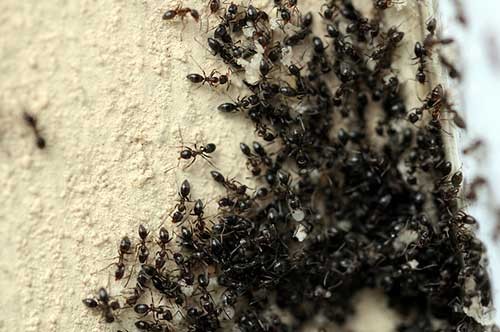 Risultati immagini per 15 Ways To Keep Those Pesky Ants Away!