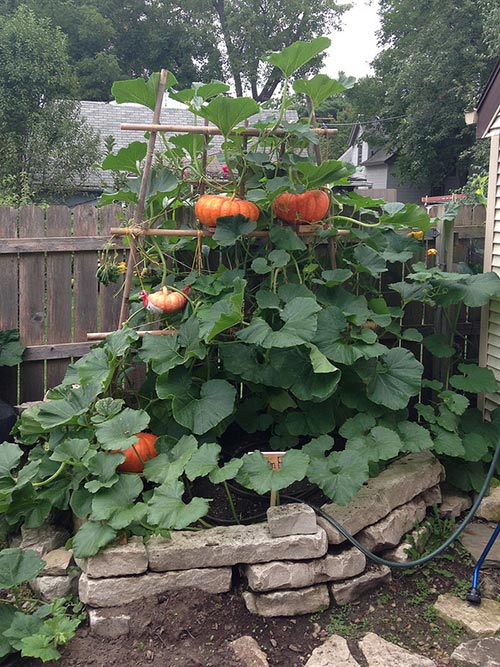 20 Garden Plants To Grow Vertically This Year