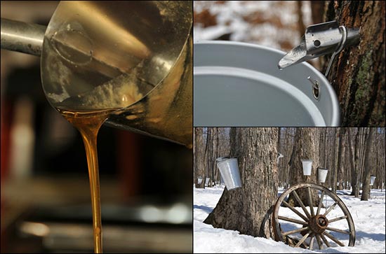 How to Make Maple Syrup - Home and Gardening Ideas