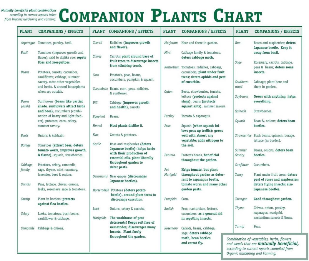 companion-planting-chart-coolguides