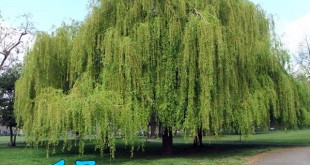 13 Trees You Should Never Plant In Your Yard