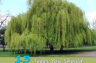 13 Trees You Should Never Plant In Your Yard