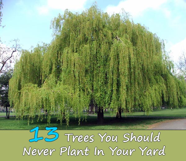 13 Trees You Should Never Plant In Your Yard