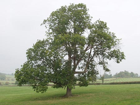 Ash-tree