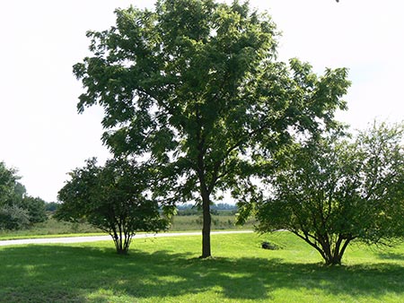 Black Walnut