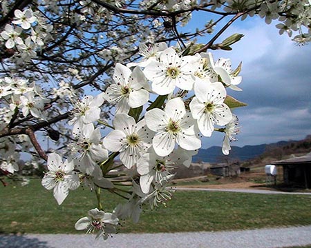 Bradford Pear