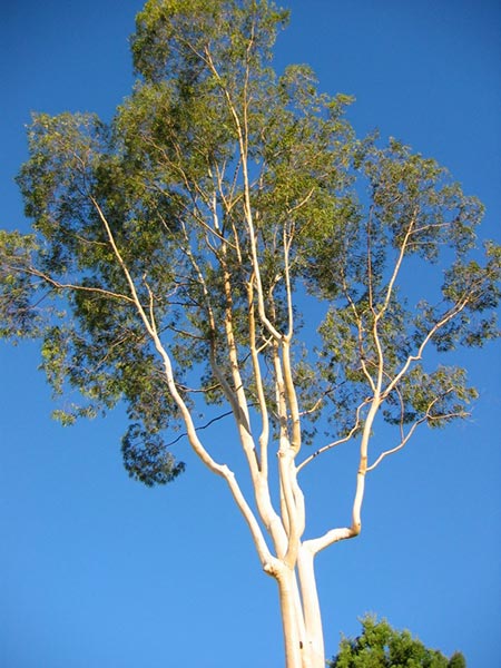 Eucalyptus