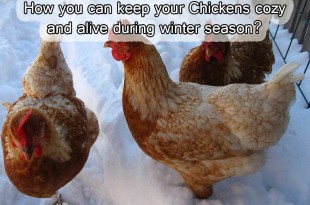 How you can keep your Chickens cozy and alive during winter season?