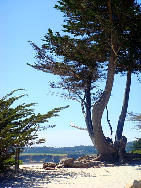 Leyland Cypress tree