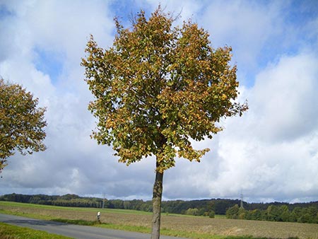 Linden tree