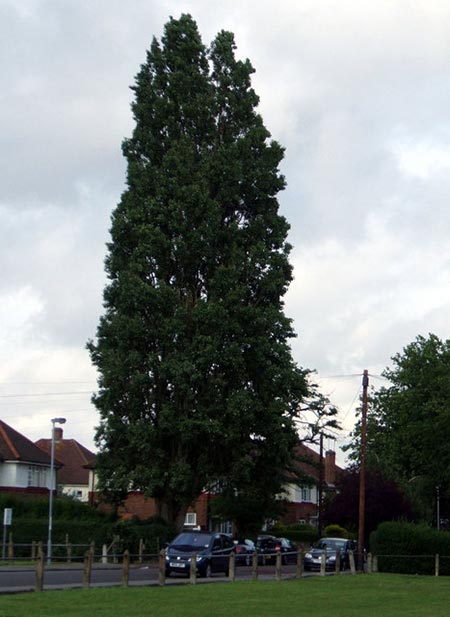 Lombardy Poplar