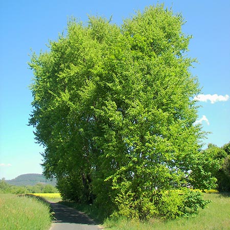 Quaking Aspen