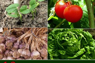 10 Most Cost Effective Vegetables To Grow