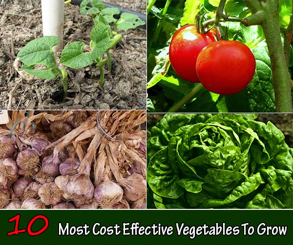 10 Most Cost Effective Vegetables To Grow