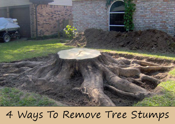 4 Ways To Remove Tree Stumps - Home and Gardening Ideas