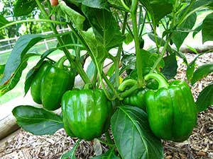 Bell Peppers