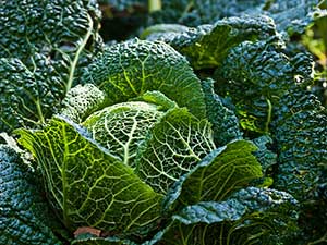 Cabbage