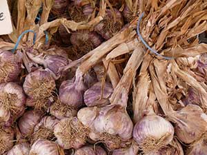 Garlic
