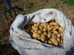 Potatoes