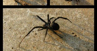 13 Natural Ways to Rid Your House of Spiders