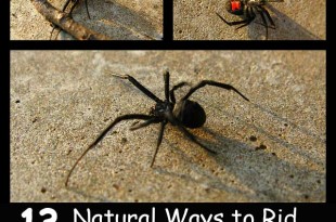 13 Natural Ways to Rid Your House of Spiders