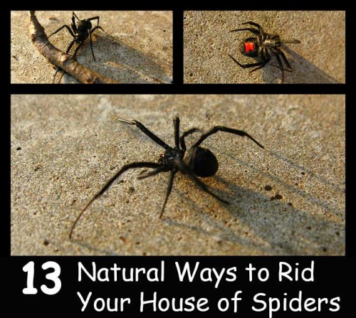 13 Natural Ways to Rid Your House of Spiders