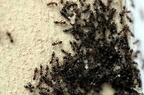 15 Ways to Keep Those Pesky Ants Out of Your Home And Garden