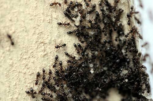Ants