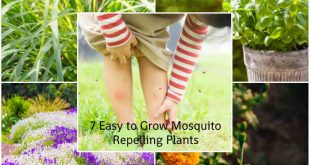 7 Easy to Grow Mosquito-Repelling Plants