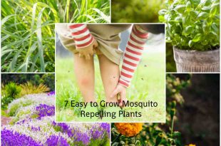 7 Easy to Grow Mosquito-Repelling Plants