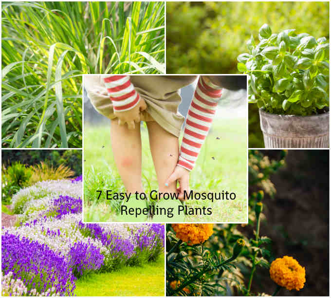 7 Easy to Grow Mosquito-Repelling Plants
