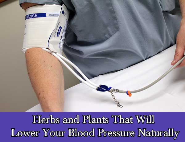 Herbs and Plants That Will Lower Your Blood Pressure Naturally