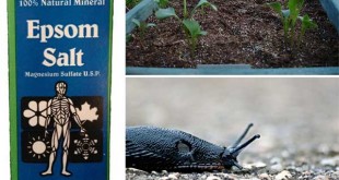 How to Use Epsom Salt in Your Garden