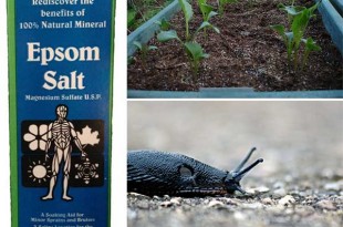 How to Use Epsom Salt in Your Garden