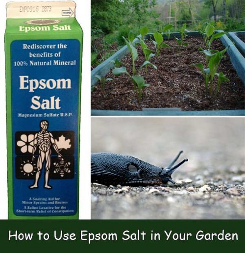 How to Use Epsom Salt in Your Garden