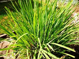 Lemon-Grass