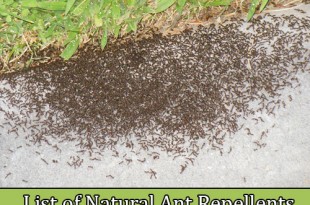 List of Natural Ant Repellents and Tips in 4 Simple Steps