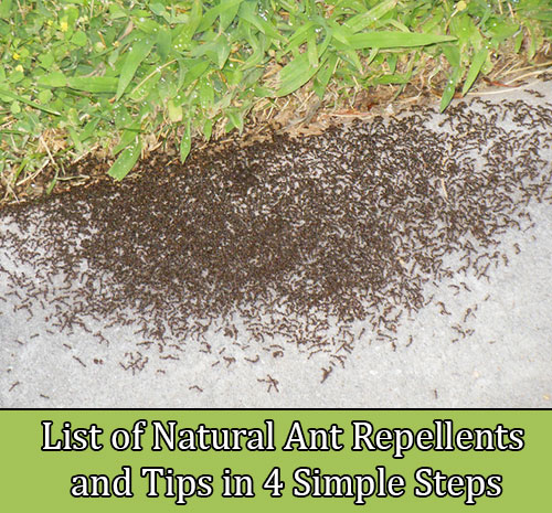 List of Natural Ant Repellents and Tips in 4 Simple Steps