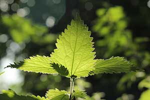 Nettle Leaf