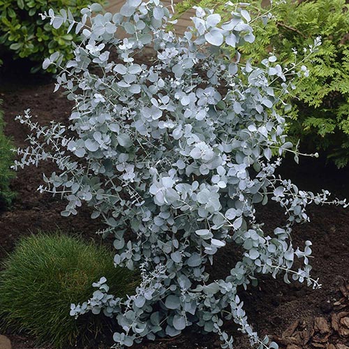 eucalyptus shrub