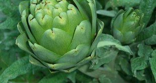 10 Fruits and Vegetables You Can Plant Once and Enjoy Forever!