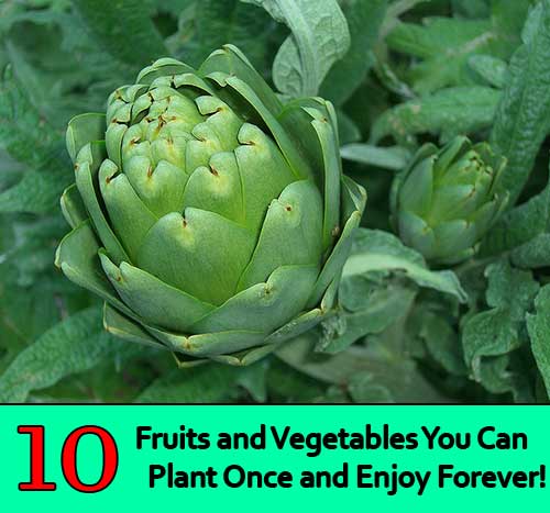 10 Fruits and Vegetables You Can Plant Once and Enjoy Forever!