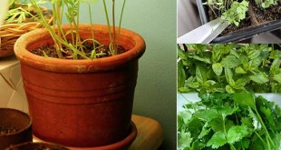 16 Healthy and Edible Indoor Plants
