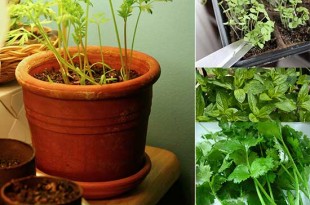 16 Healthy and Edible Indoor Plants