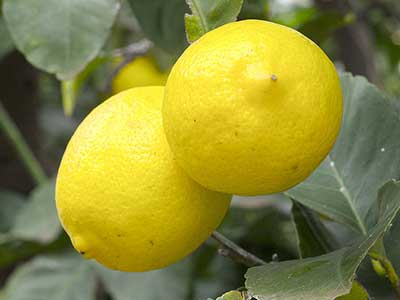 Lemons