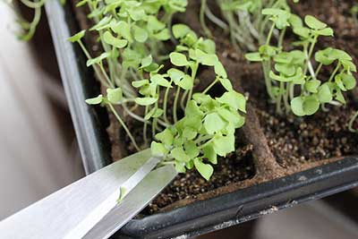 Microgreens