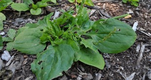 Plantain: The Pharmacy in the Sidewalks