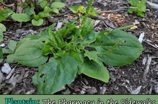 Plantain: The Pharmacy in the Sidewalks