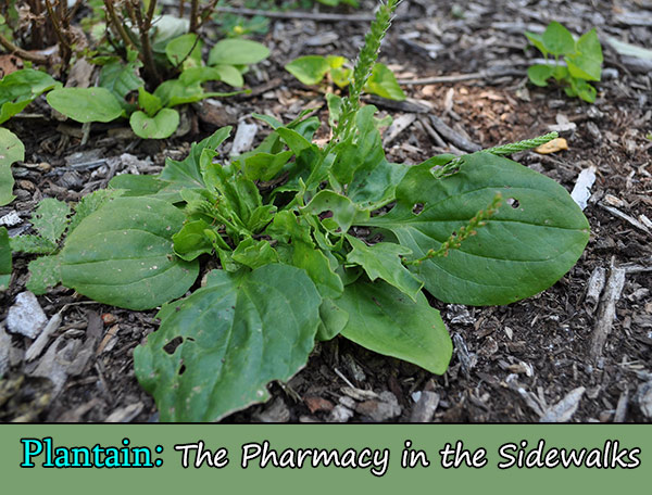 Plantain: The Pharmacy in the Sidewalks